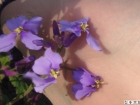 脚下鬼，花中魂（图文10P）