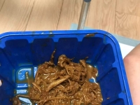 超级重口，崩溃黄金金针菇呕吐物混合强制喂养