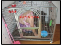 我的大胸小妞。胸够大，够粉嫩