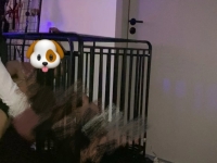 狗子圈在笼子看着主人丰满身材吃黄金圣水混合物