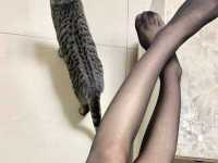 （网）下贱傻逼狗奴才没用的废物狗