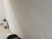 楼道调教中华田园犬