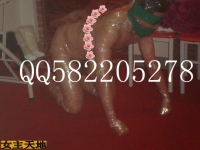 上海女王招奴-----霸主的奴儿2013