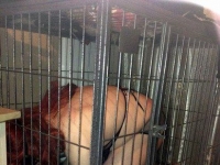 【北京水晶天使】最新调教照（2013年6月）