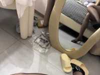 跪下来伺候主人