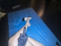腹黑女王
