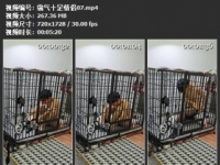 霸气十足 夫妻主