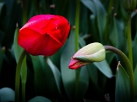 祝贺郁金香S专版成立